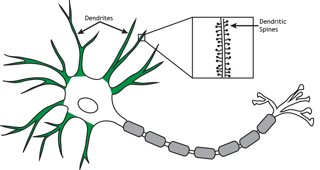 Neuronas ilustradas destacando dendritas y espinas dendríticas. Detalles encontrados en subtitulado.