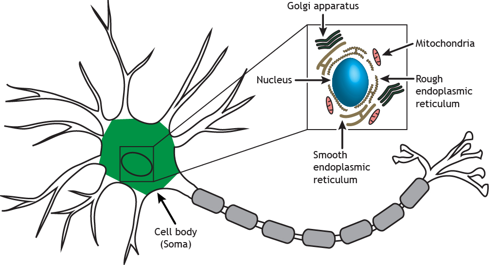 Neurona ilustrada destacando el soma y los orgánulos celulares. Detalles encontrados en subtitulado.