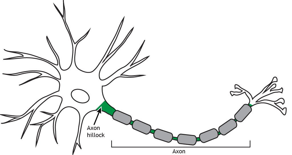 Neurona ilustrada destacando el montecillo del axón y el axón. Detalles encontrados en subtitulado.