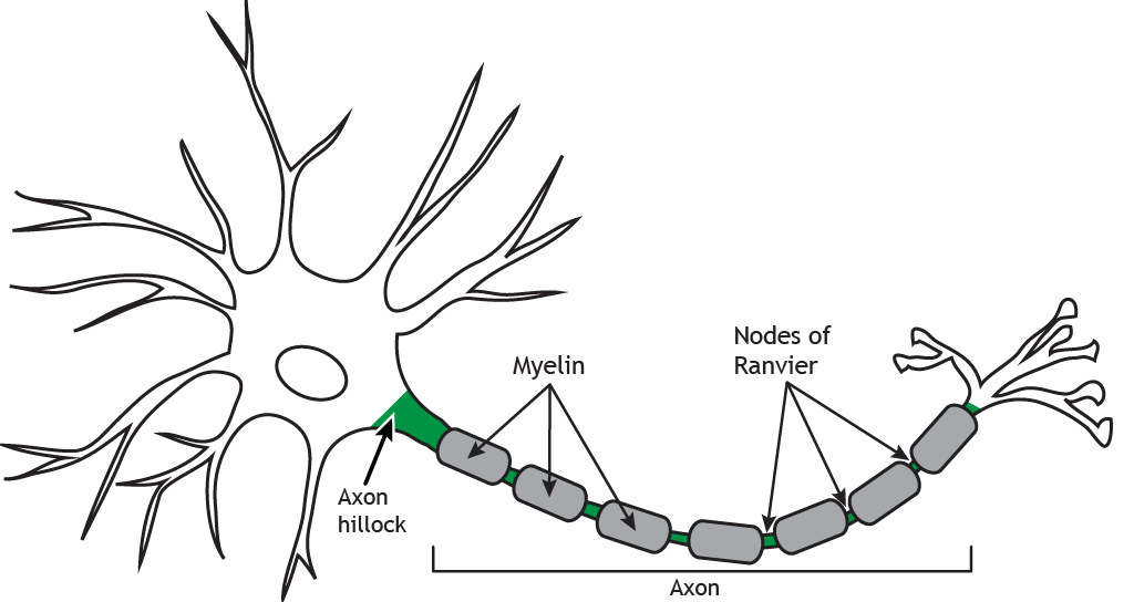 Neurona ilustrada destacando mielina y Nodos de Ranvier. Detalles en pie de foto.