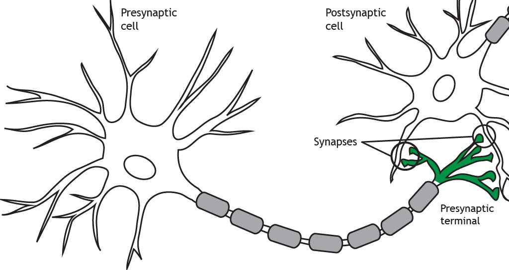 Neurona ilustrada destacando el terminal presináptico y las sinapsis. Detalles en pie de foto.