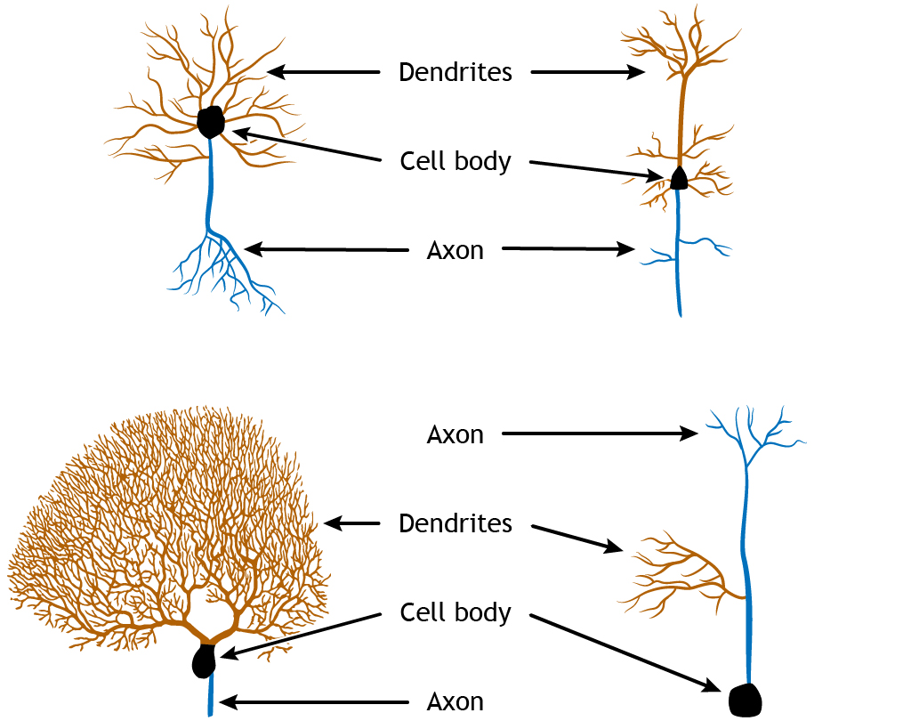 Cuatro ilustraciones neuronales que muestran variaciones en la estructura. Detalles en pie de foto.