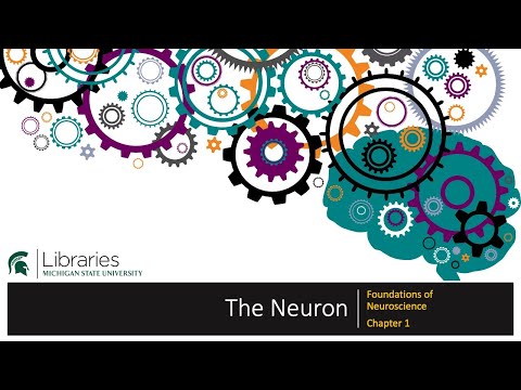 Thumbnail for the embedded element "Chapter 1 - The Neuron"