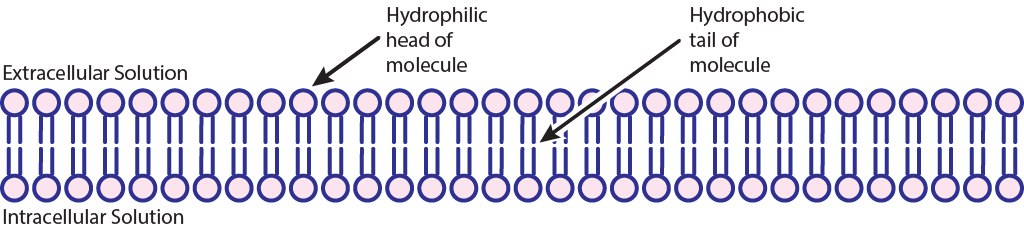 Ilustración de la bicapa fosfolipídica. Detalles en texto.