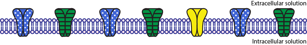 Bicapa fosfolipídica ilustrada con siete canales iónicos cerrados.