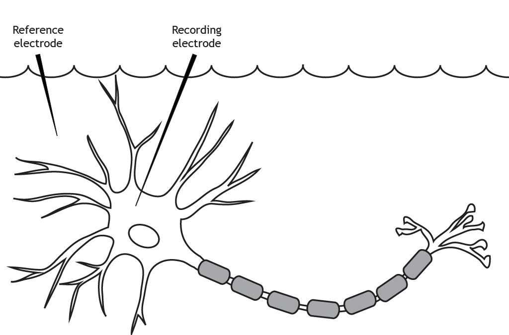 Neurona ilustrada en una solución con dos electrodos. Detalles en pie de foto.