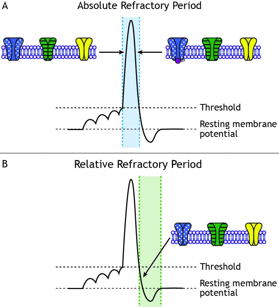 Graphs showing an action potential and the segments that make up the refractory periods. Details in caption.