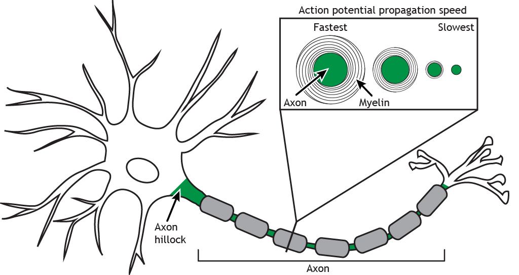 Neurona ilustrada destacando diferentes diámetros de axón y grosor de mielina. Detalles en pie de foto.