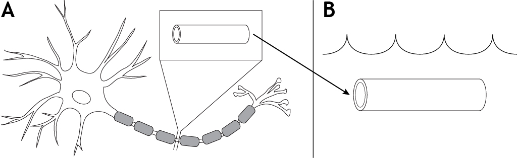 Neurona ilustrada que muestra segmento de axón extraído y puesto en un baño. Detalles en pie de foto.