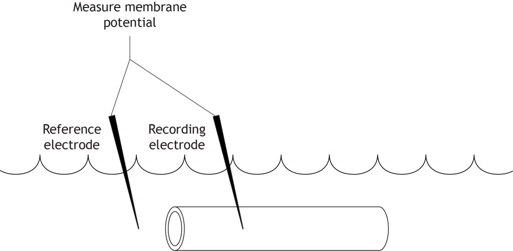Axon ilustrado con electrodos que miden el potencial de membrana. Detalles en pie de foto.
