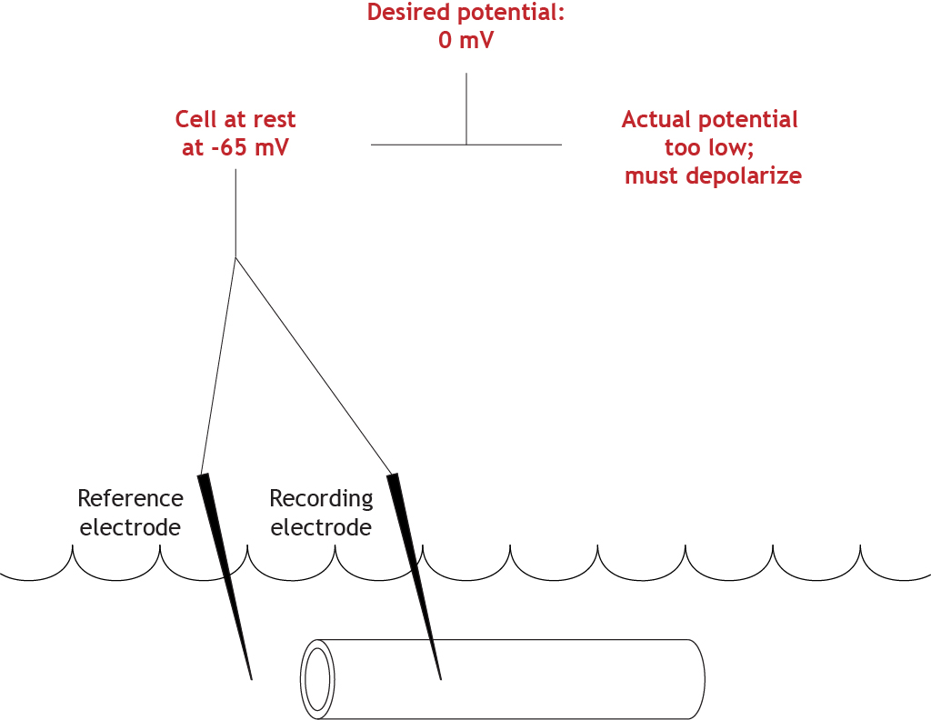 Experimento ilustrado de pinza de voltaje comparando valores de potencial de membrana reales y establecidos. Detalles en pie de foto.
