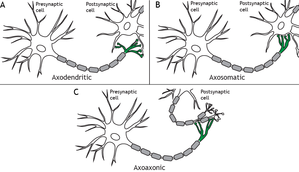 Ilustraciones de una neurona presináptica que forma sinapsis con diferentes regiones de una célula postsináptica. Detalles en pie de foto.