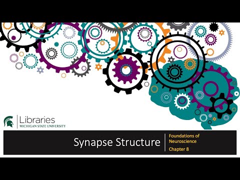 Miniaturas para el elemento incrustado “Capítulo 8 - Estructura de sinapsis”