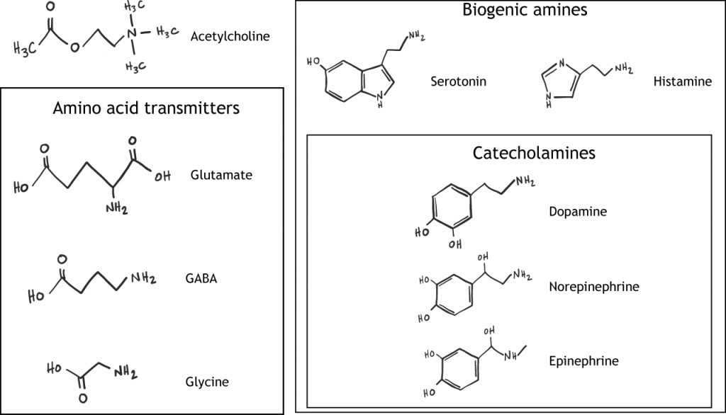 Estructuras químicas ilustradas de neurotransmisores de moléculas pequeñas. Detalles en pie de foto.