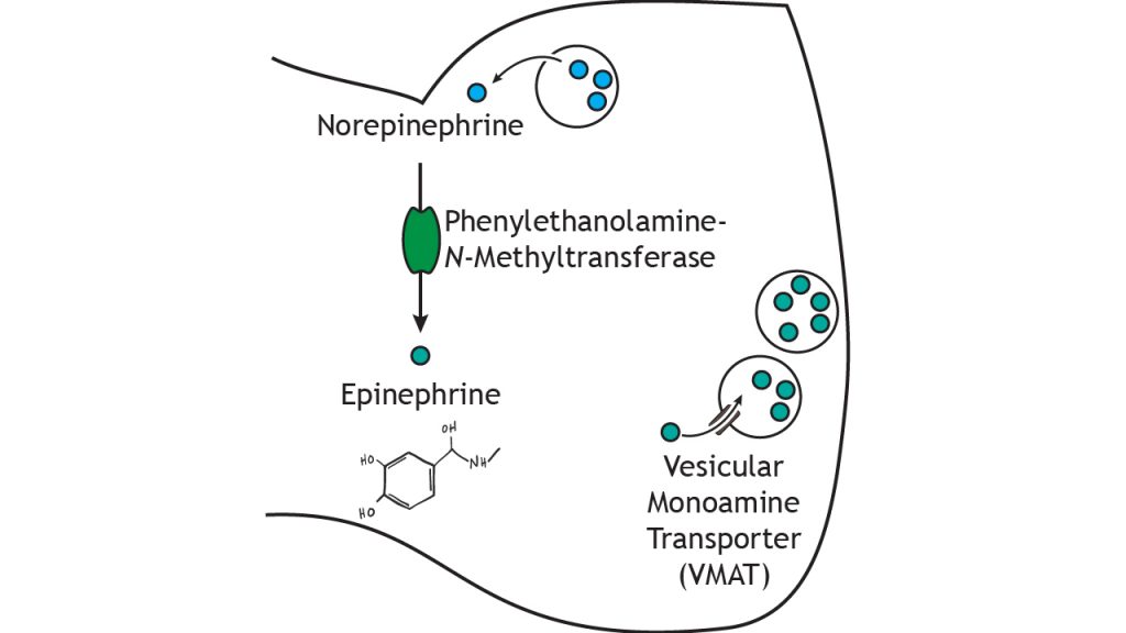 Vía ilustrada de síntesis y almacenamiento de epinefrina. Detalles en pie de foto.