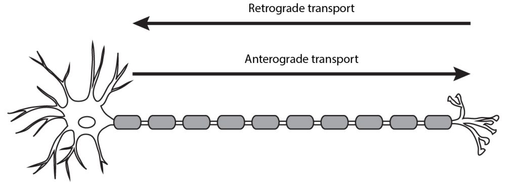 Neurona ilustrada que muestra la dirección del transporte anterógrado y retrógrado. Detalles en pie de foto.