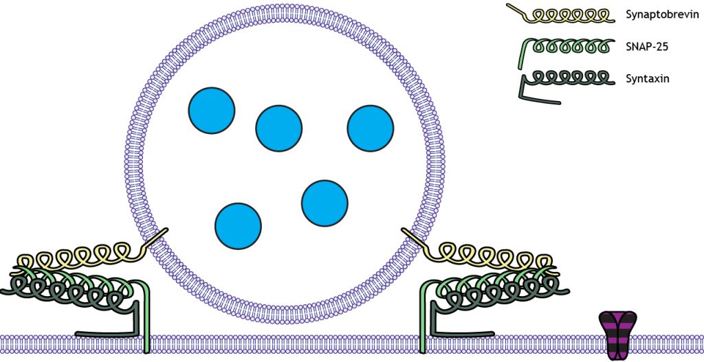 Vesícula ilustrada anclada a la membrana por proteínas SNARE. Detalles en pie de foto.