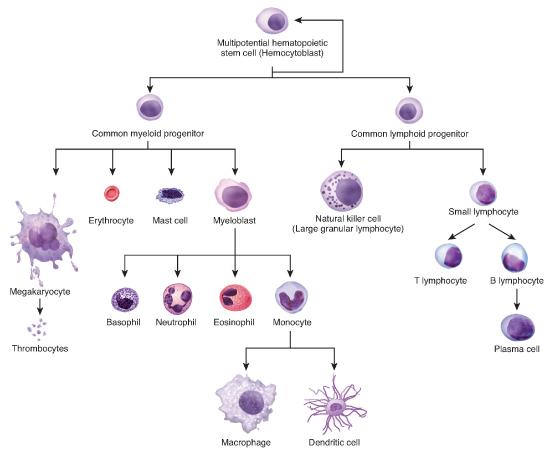 Flow chart of the process of hematopoiesis