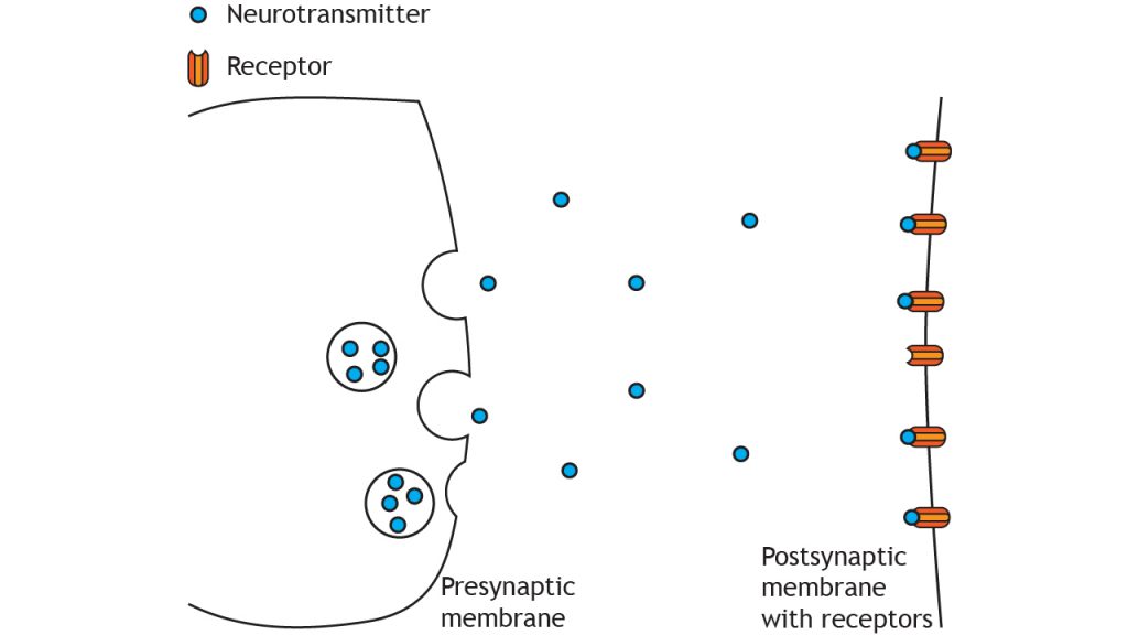 Ilustración de neurotransmisores presinápticos de liberación terminal en la hendidura sináptica. Detalles en pie de foto.
