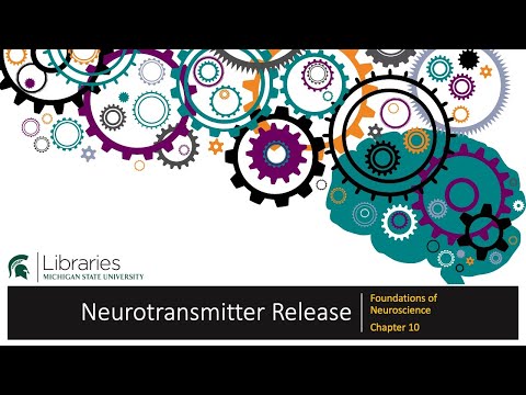 Thumbnail for the embedded element "Chapter 10 - Neurotransmitter Release"