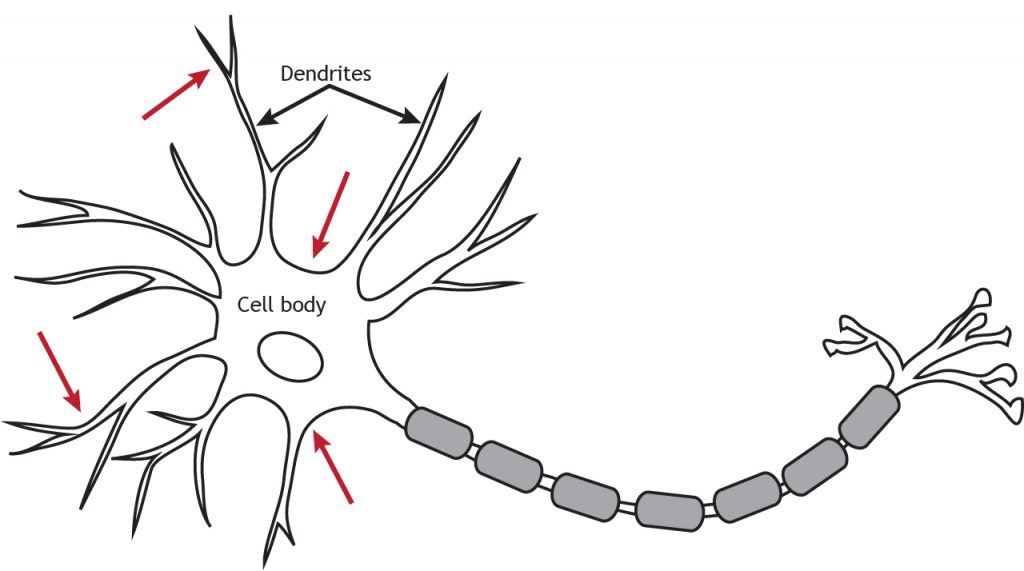 Neurona ilustrada con flechas que indican la ubicación de canales regulados por voltaje a lo largo del axón y terminal. Detalles en pie de foto.