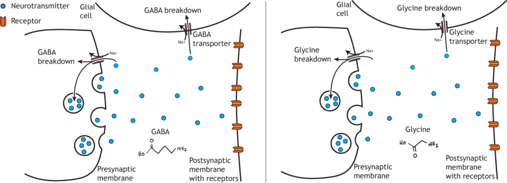 Vía ilustrada de degradación de GABA y glicina. Detalles en pie de foto.