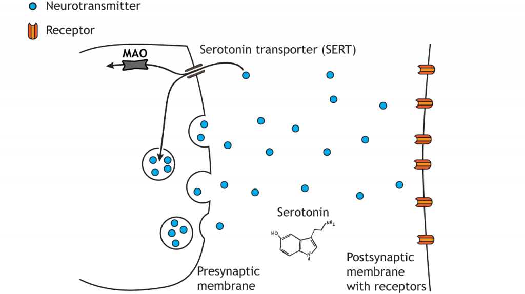 Vía ilustrada de degradación de la serotonina. Detalles en pie de foto.