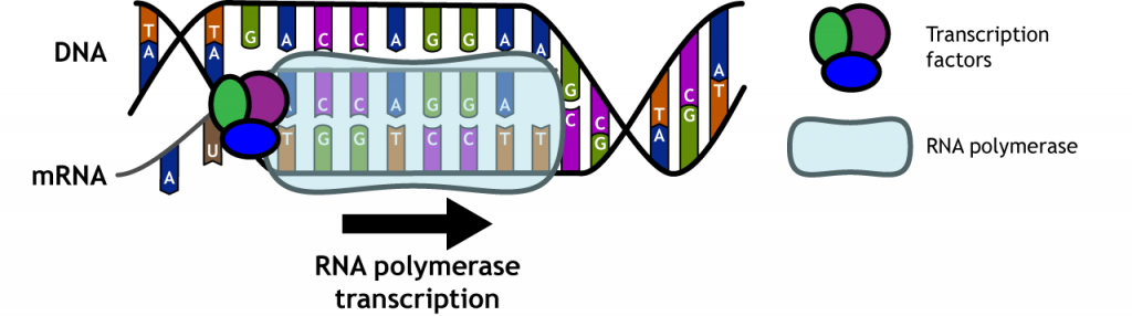 Ilustración de ARN polimerasa transcribiendo ADN en ARN. Detalles en pie de foto.