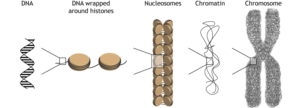 Ilustración de cómo se empaqueta el ADN y se condensa en cromosomas en la célula. Detalles en pie de foto.