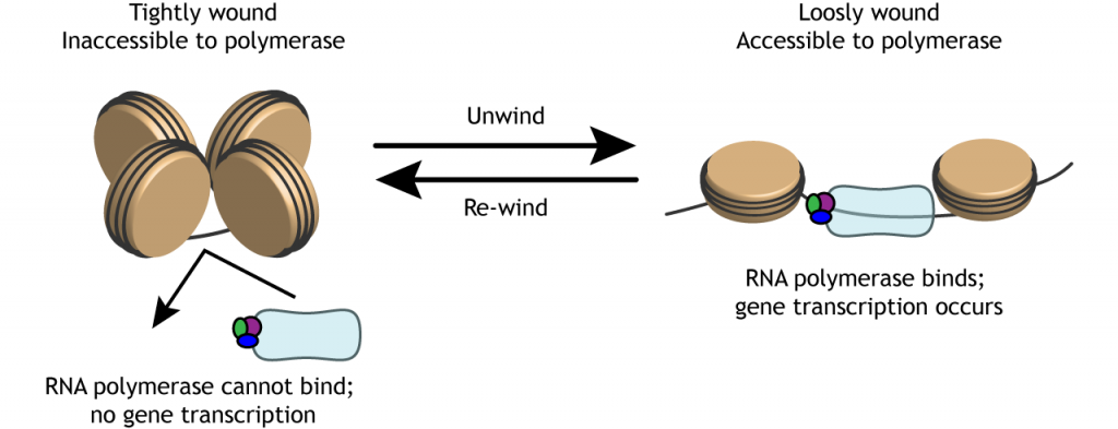 Ilustración del desenrollamiento de ADN fuertemente enrollado para que la ARN polimerasa pueda unirse. Detalles en pie de foto.