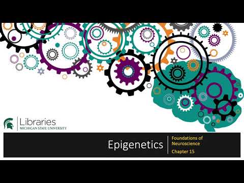 Miniaturas para el elemento incrustado “Capítulo 15 - Epigenética”