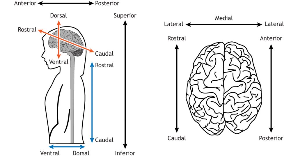 Ilustración de un cuerpo y un cerebro mostrando términos anatómicos direccionales. Detalles en pie de foto y texto.