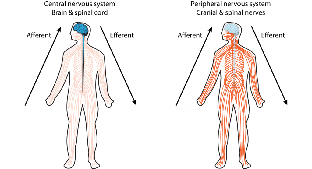 Illustration of two bodies showing the central and peripheral nervous systems. Details in caption.