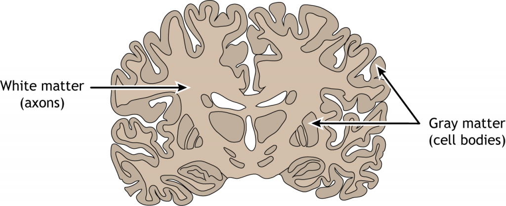 Ilustración de una sección frontal cerebral que muestra materia blanca y gris. Detalles en pie de foto.