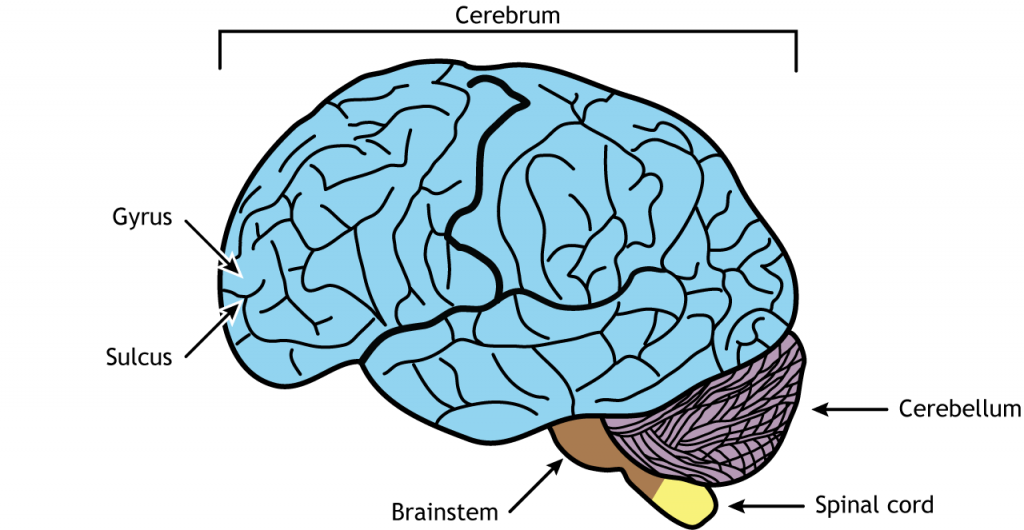  .   Anatomía externa del cerebro