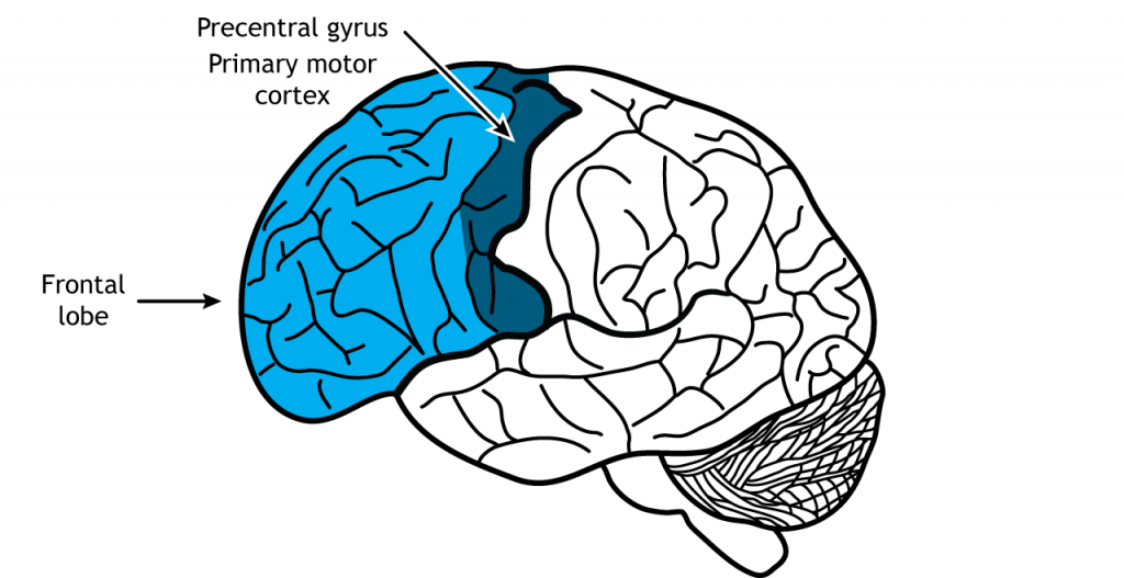 Ilustración del cerebro mostrando el lóbulo frontal. Detalles en texto.