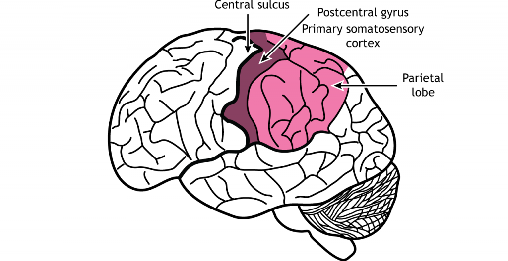 Ilustración del cerebro mostrando el lóbulo parietal. Detalles en texto.