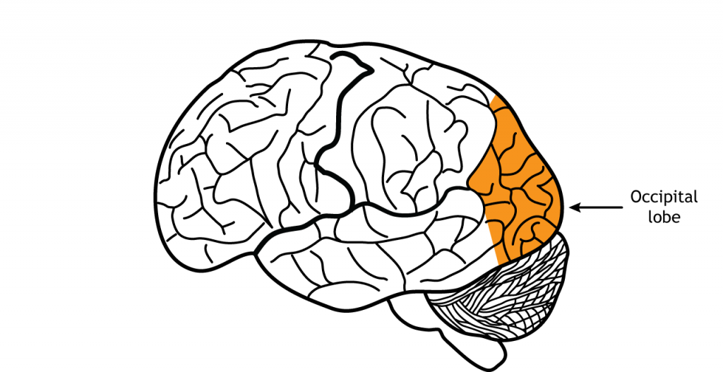 Ilustración del cerebro mostrando el lóbulo occipcial. Detalles en texto.