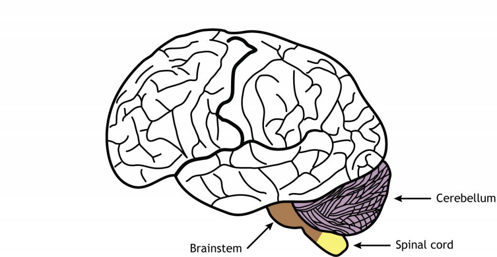 Ilustración del cerebro mostrando el cerebelo, el tronco encefálico y la médula espinal. Detalles en texto.