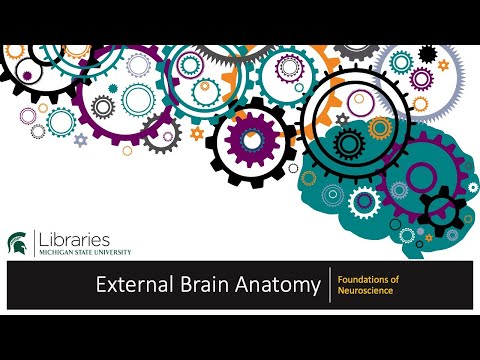 Thumbnail for the embedded element "Chapter 17 - External Brain Anatomy"