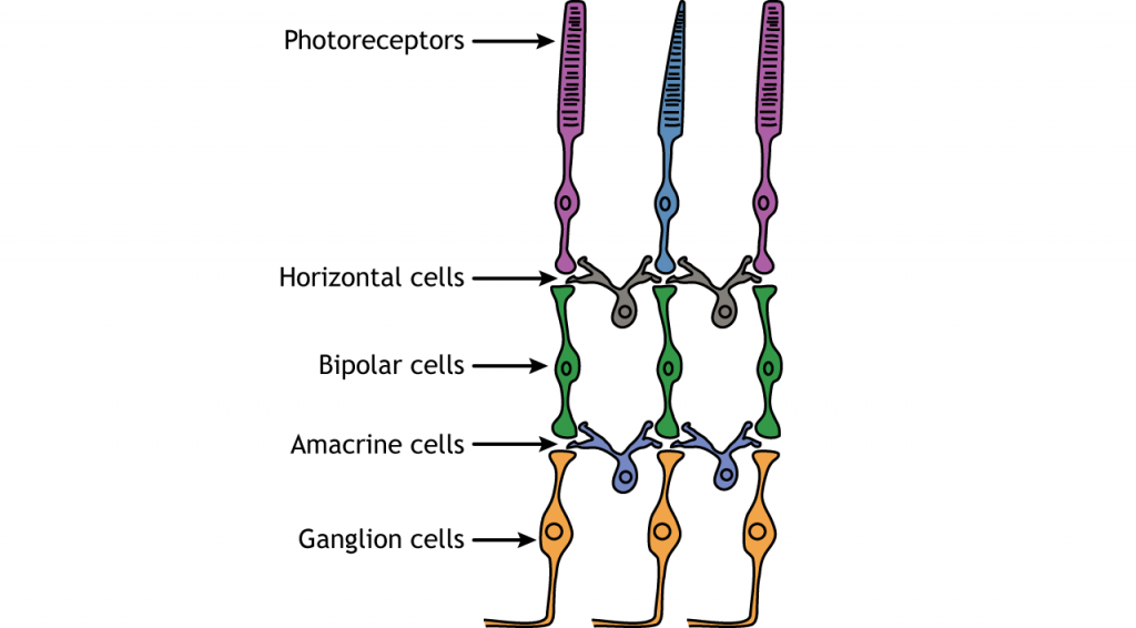 Ilustración de las capas celulares neuronales de la retina. Detalles en pie de foto.