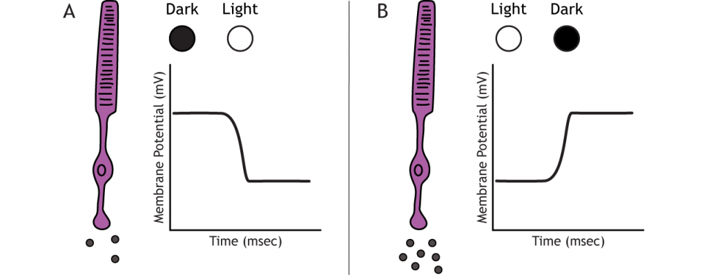 Ilustración de potenciales receptores fotorreceptores en respuesta a cambios de luz. Detalles en pie de foto.