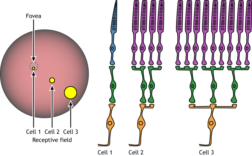 Ilustración del tamaño del campo receptivo y convergencia de neuronas en la retina. Detalles en pie de foto.