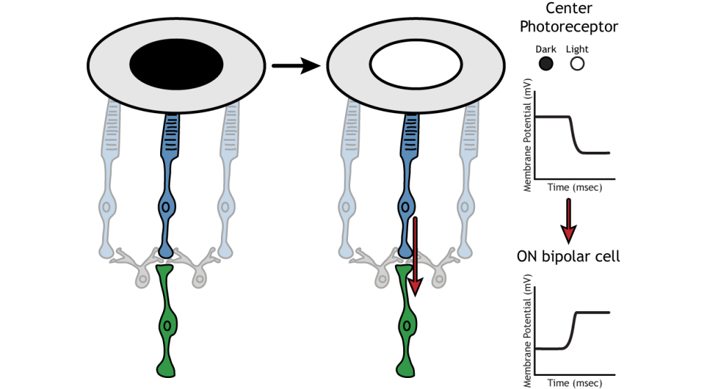 Cambios potenciales de membrana de las neuronas retinianas tras cambios de iluminación en el centro. Detalles en pie de foto.