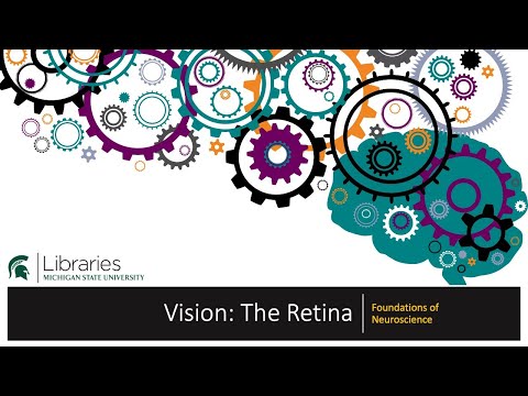 Thumbnail for the embedded element "Chapter 19 - Vision: The Retina"