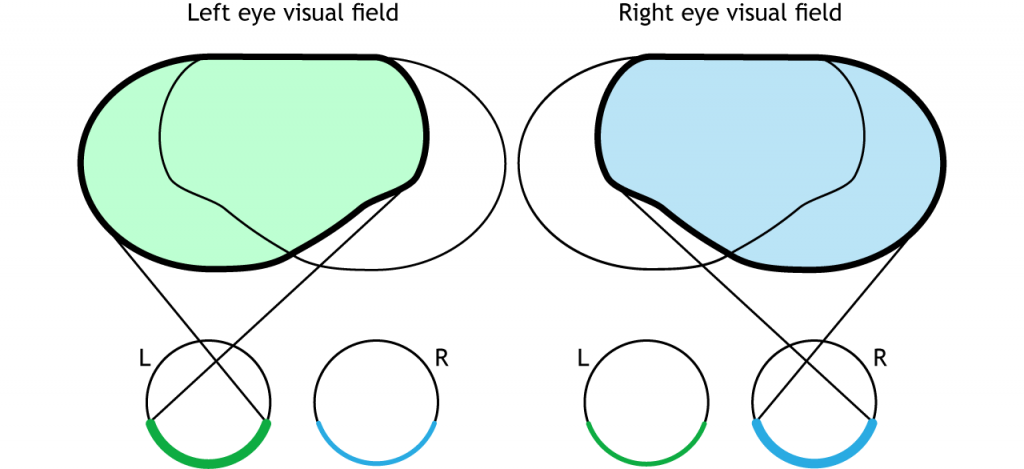 Ilustración de campos visuales de un solo ojo. Detalles en pie de foto.
