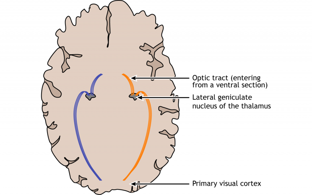 Ilustración de la vía visual en el cerebro. Detalles en pie de foto.