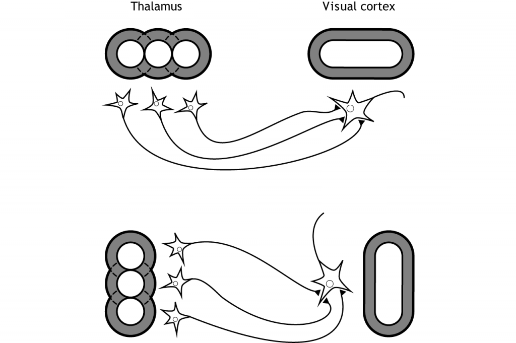 Ilustración de neuronas talámicas sinapsantes en neuronas de corteza visual con respectivos campos receptivos. Detalle en pie de foto.