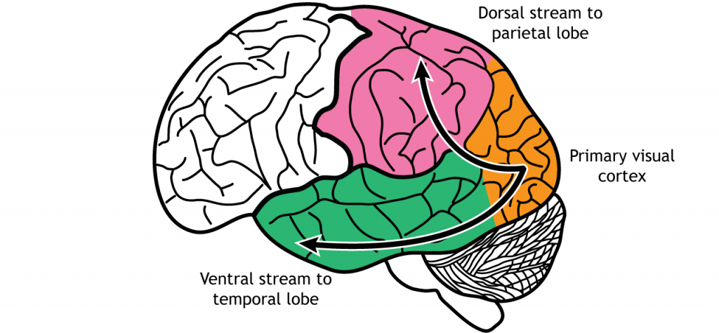 Ilustración del cerebro mostrando flujos de procesamiento visual dorsal y ventral. Detalles en pie de foto.