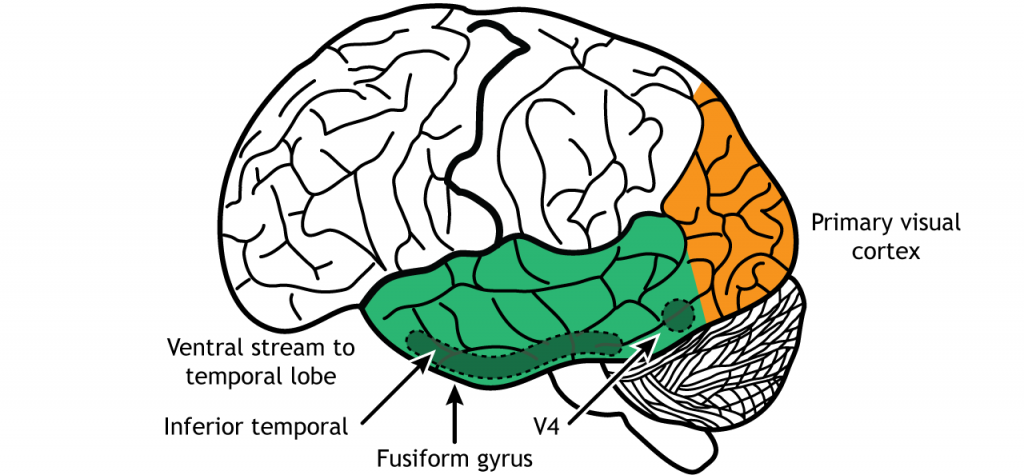 Ilustración de la corriente ventral a través de V4, el lóbulo temporal inferior y el giro fusiforme. Detalles en pie de foto.